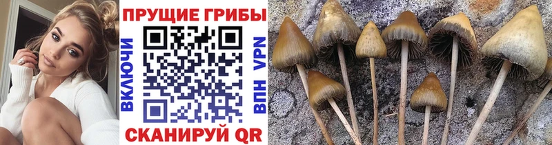Галлюциногенные грибы Psilocybe  Лангепас 